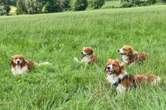 20210626_Aaron_Aria_Anouk_Enya_02