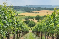 20210626_Weinberge
