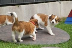 IMG_8743