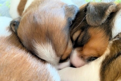 IMG-20211126-WA0003