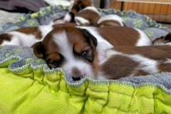 IMG-20211126-WA0005