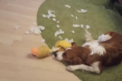 Ist_explodiert_ehrlich
