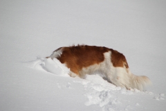 Mäuse_suchen_ist_hier_total_blöd