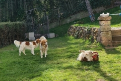 20210422_Aria-Enya-Chacco