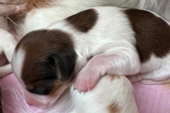 Foto-25.03.22-11-53-07