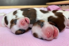 Foto-25.03.22-17-29-06