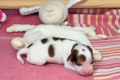 Foto-28.03.22-10-46-47