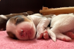 Foto-28.03.22-13-59-13