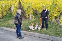 Weinberge_Ipsheim_02