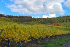 Weinberge_Ipsheim_03