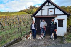 Weinberge_Ipsheim_04