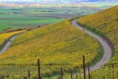 Weinberge_Ipsheim_05