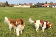 Weinberge_Ipsheim_08