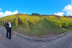 Weinberge_Ipsheim_09